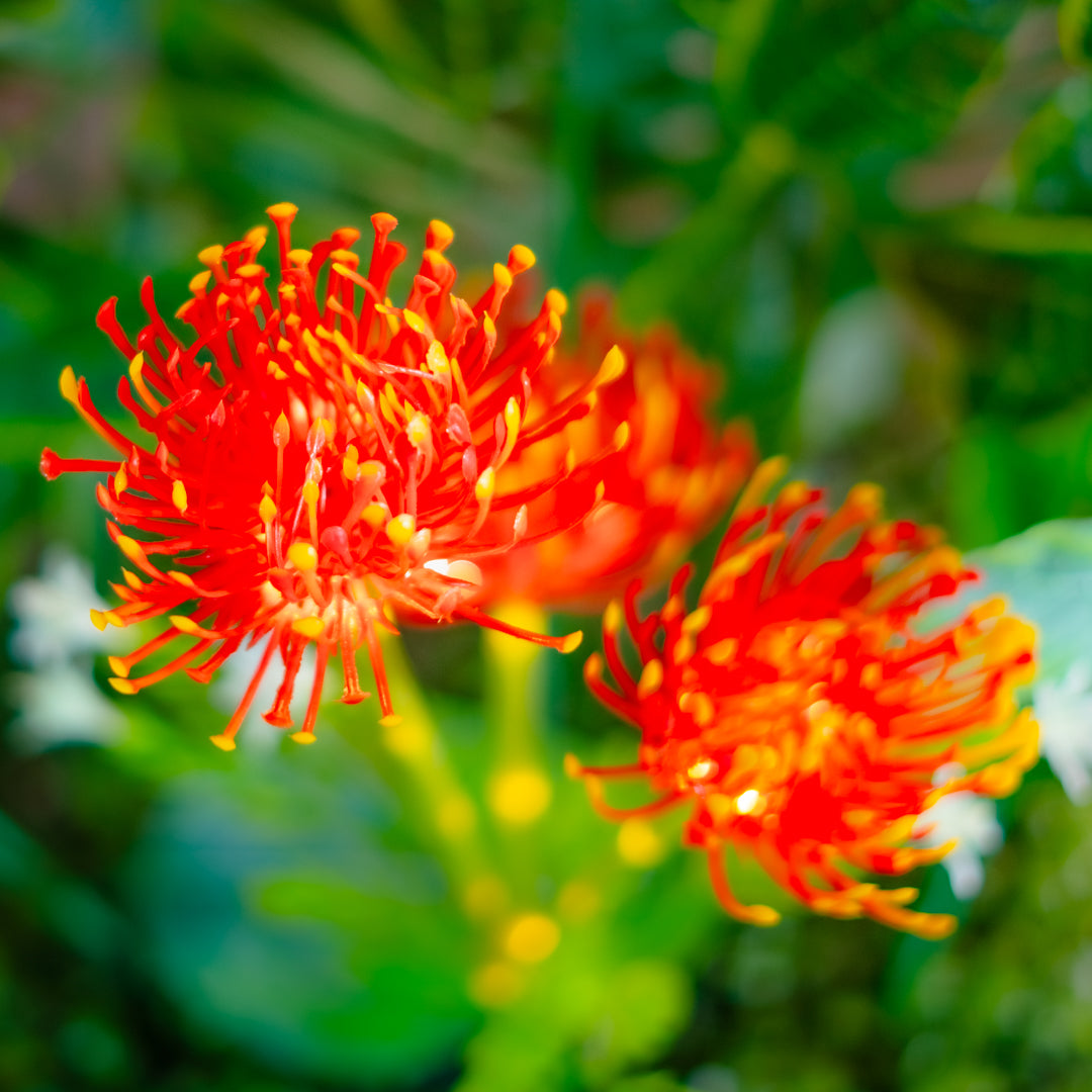 Solar Artificial Red Flower 35-50cm | Pincushion Style