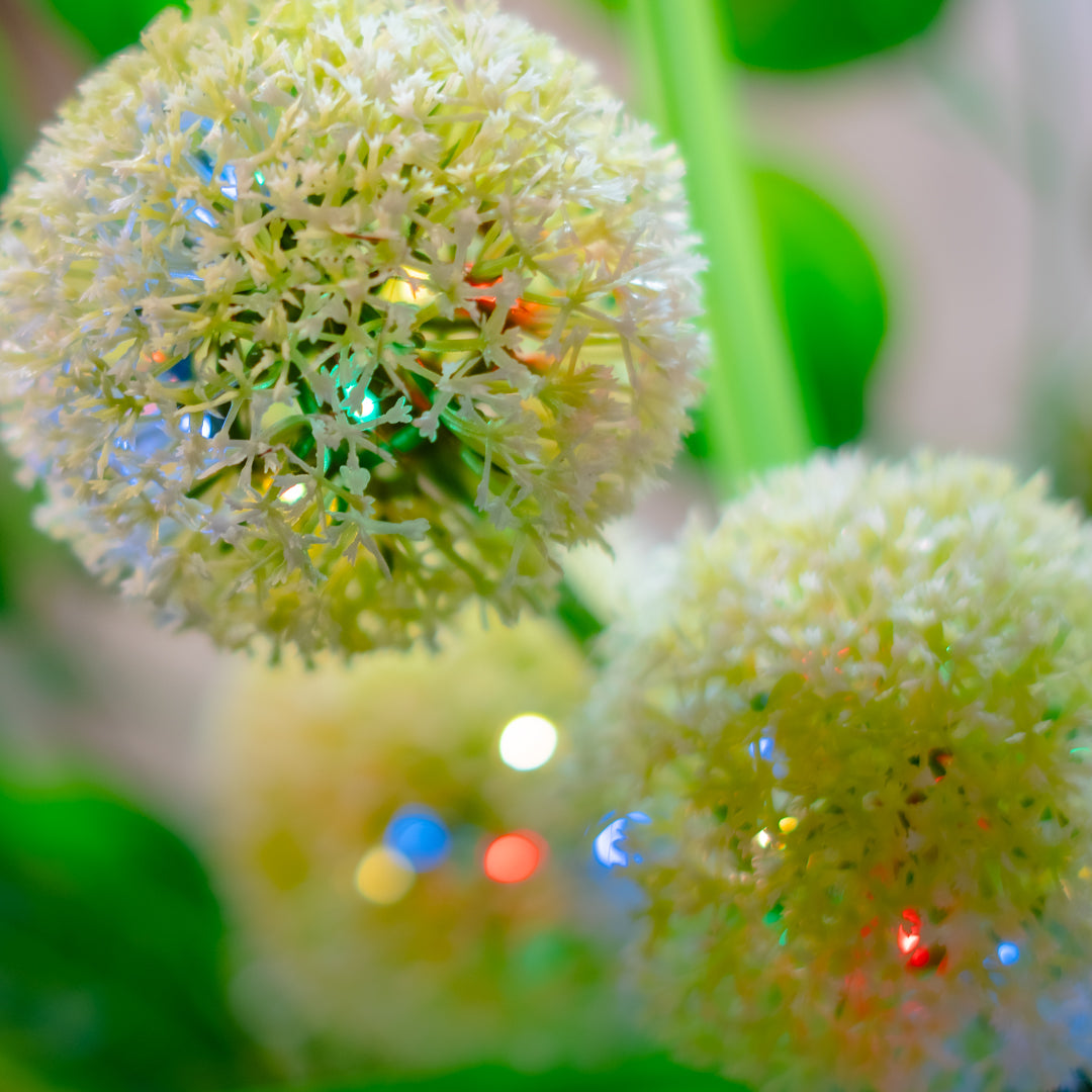 Solar Artificial Allium 35-50cm | White Globe Flowers
