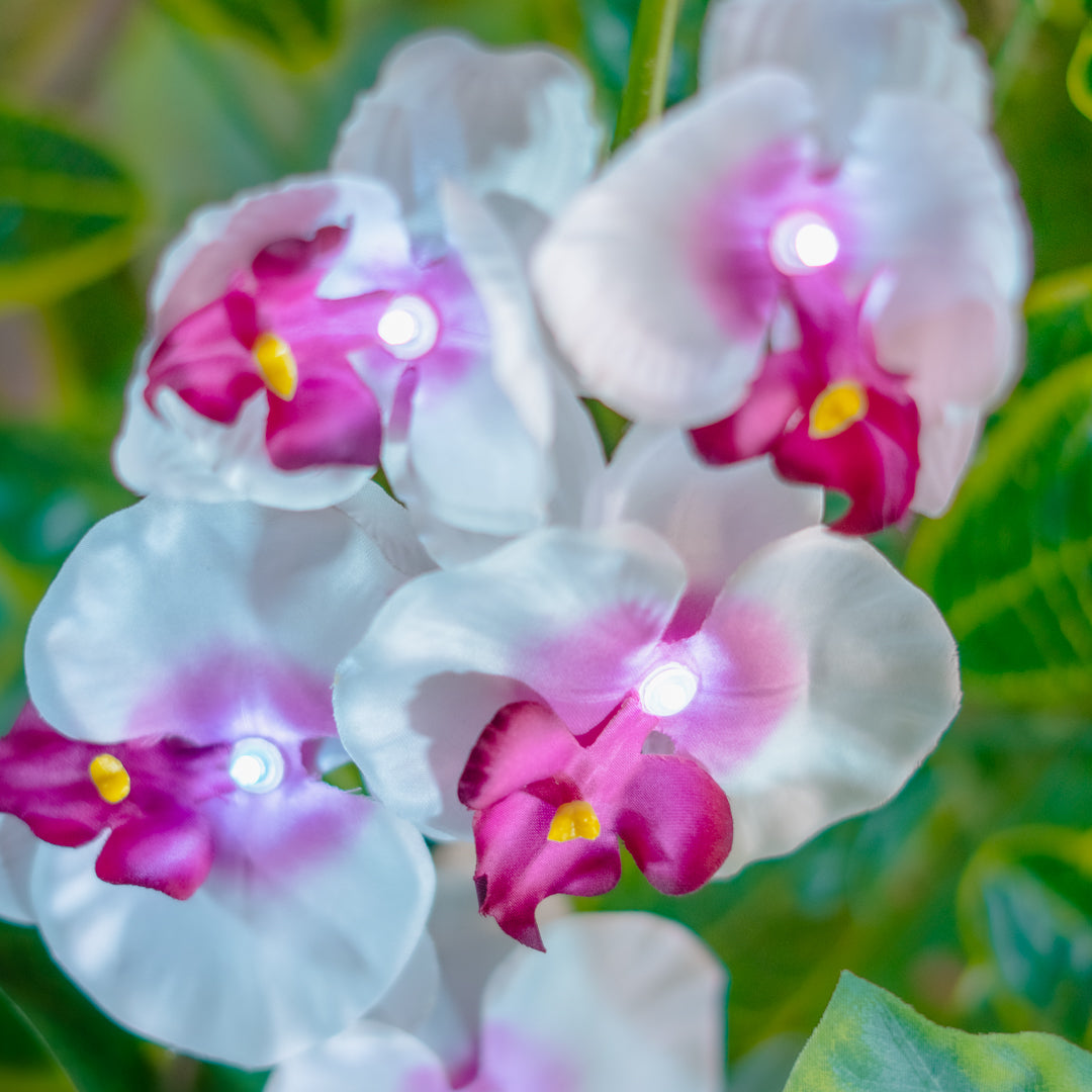 Solar Powered Artificial Orchid | White & Pink