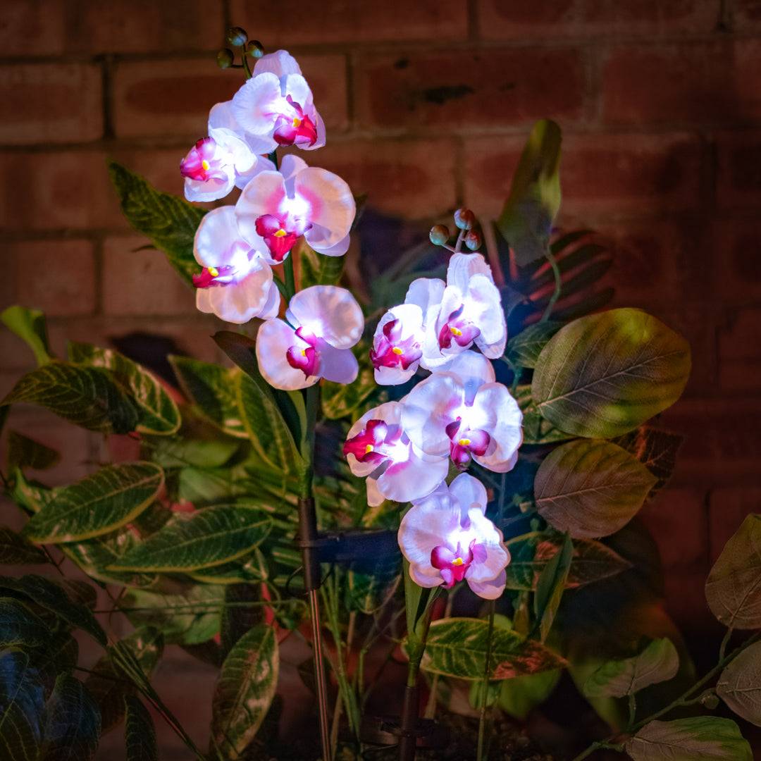 Solar Powered Artificial Orchid | White & Pink